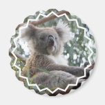 Koala Bear Facts Magnet