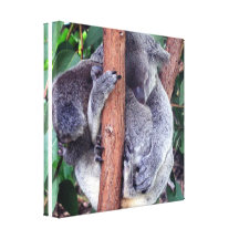 Koala Bear Family Canvas Print