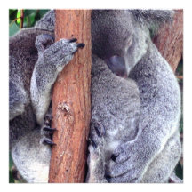 Koala Bear Family Invitations