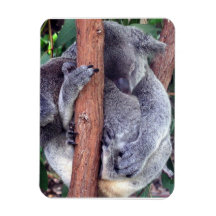 Koala Bear Family  Premium Gift Box Rectangle Magnets
