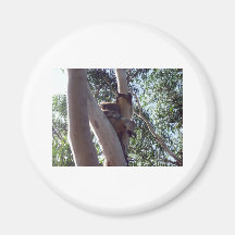 koala bear fridge magnet