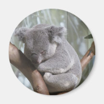 koala bear fridge magnet