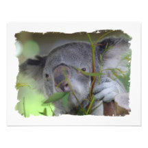 Koala Bear Invitation