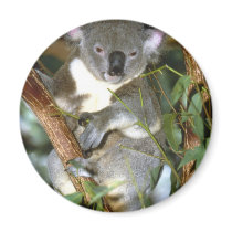 Koala Bear Magnet