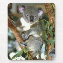 Koala Bear Mouse Pads