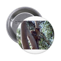koala bear pinback button