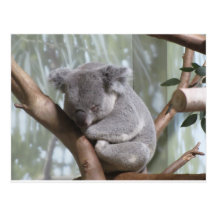 koala bear post card
