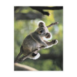 Koala Bear Post Cards