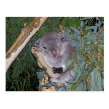Koala Bear Postcard