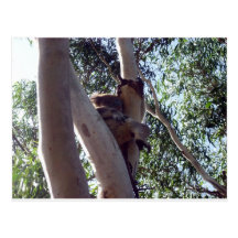 koala bear postcards