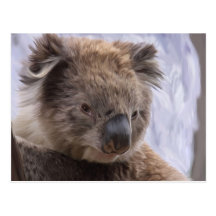 Koala Bear Postcards