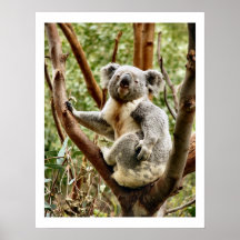 Koala Bear Poster & Prints