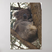Koala Bear Posters