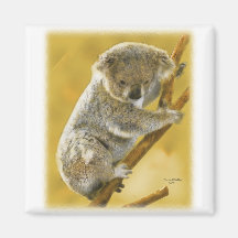 Koala Bear Refrigerator Magnets