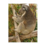 Koala bear sleeping on a tree post card