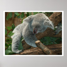 Koala Bear Sleeping Posters