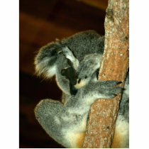 Koala Bear, Sleeping with paw over face Cut Out