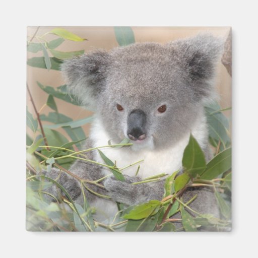 Koala Bear Square Magnet