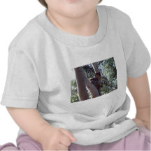 koala bear t-shirts