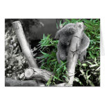 Koala Cards