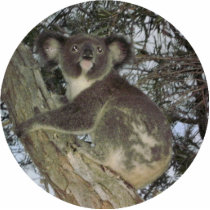 Koala Christmas Ornament Photo Cut Outs