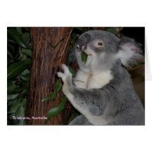 Koala eating Lunch Greeting Cards