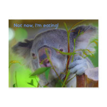 Koala Eating Post Card