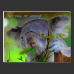 Koala Eating Post Card postcards