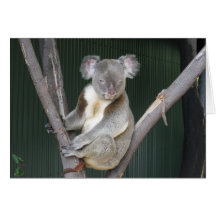 Koala Encouragement Notecard