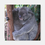 Koala Family Square Magnet