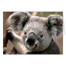 Koala Greeting Card