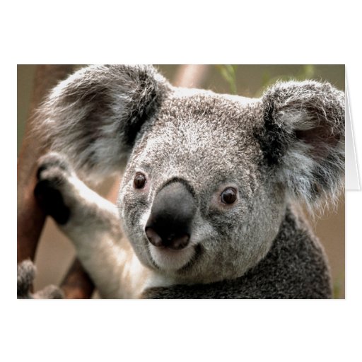 Koala Greeting Card