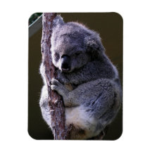 Koala in Tree Flexible Magnet