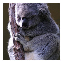 Koala in Tree Invitations