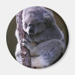 Koala in Tree Magnet