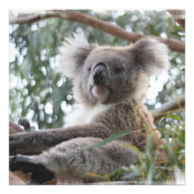 Koala Invitations