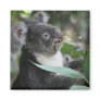 Koala Fridge Magnets