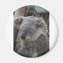 Koala Magnet