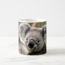 Koala Mug