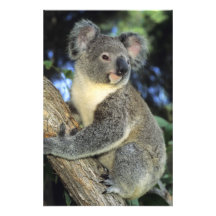 Koala, Phascolarctos cinereus), Australia, Art Photo