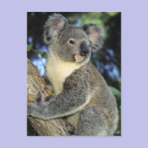 Koala, Phascolarctos cinereus), Australia, postcards