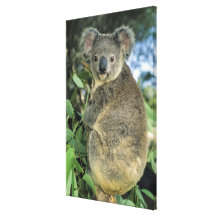 Koala, Phascolarctos cinereus), endangered, Gallery Wrap Canvas