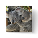 Koala Phascolarctos cinereus Queensland . Pins