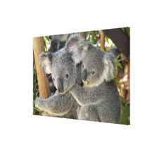 Koala Phascolarctos cinereus Queensland . Canvas Print