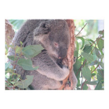 Koala Photo Invitation