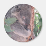 Koala Photo Magnet