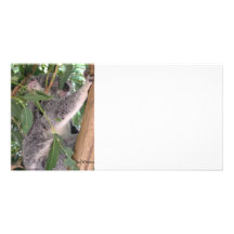 Koala Photocard Custom Photo Card