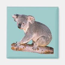 Koala Picture Fridge Magnet
