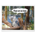 Koala "Please Save my home". Photograph