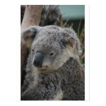 Koala Post Card